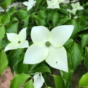 Meet your Posher, Carolina